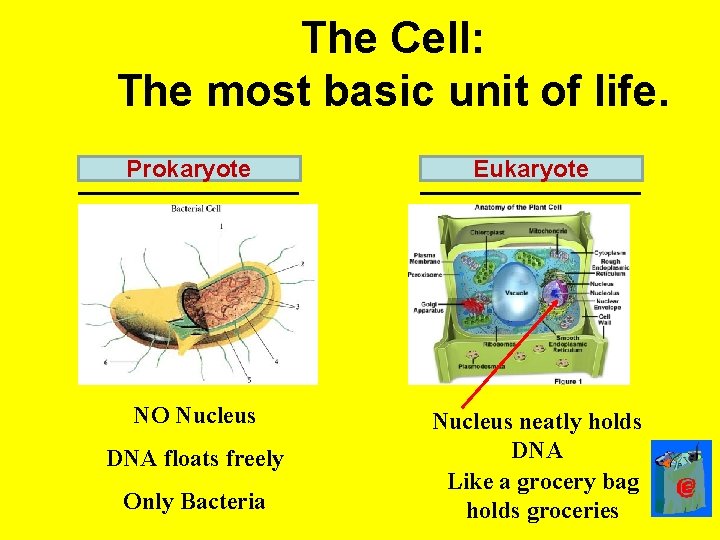 The Cell: The most basic unit of life. Prokaryote ______ Eukaryote ______ NO Nucleus