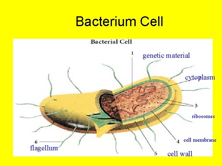 Bacterium Cell genetic material cytoplasm ribosomes cell membrane flagellum cell wall 