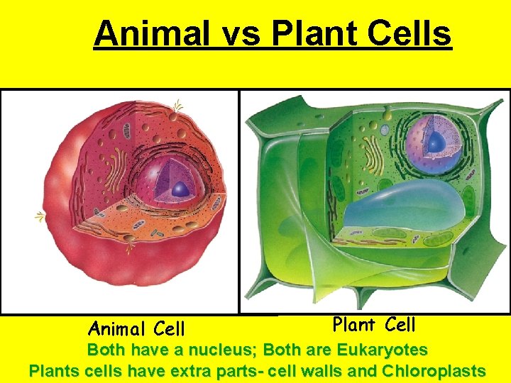 Animal vs Plant Cells Animal Cell Plant Cell Both have a nucleus; Both are