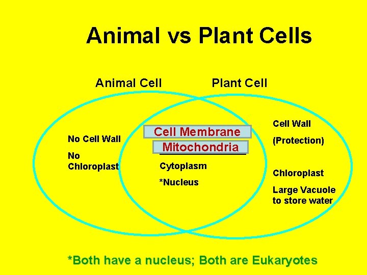 Animal vs Plant Cells Animal Cell No Cell Wall No Chloroplast Plant Cell Membrane