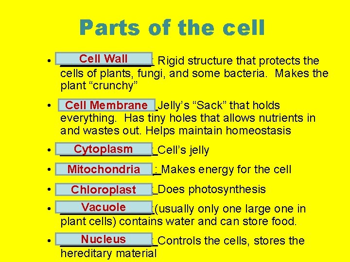 Parts of the cell Cell Wall • _______: Rigid structure that protects the cells