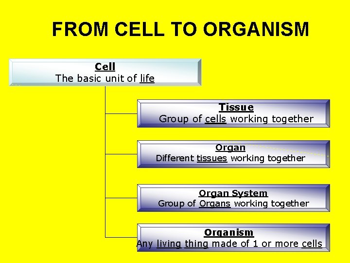 FROM CELL TO ORGANISM Cell The basic unit of life Tissue Group of cells