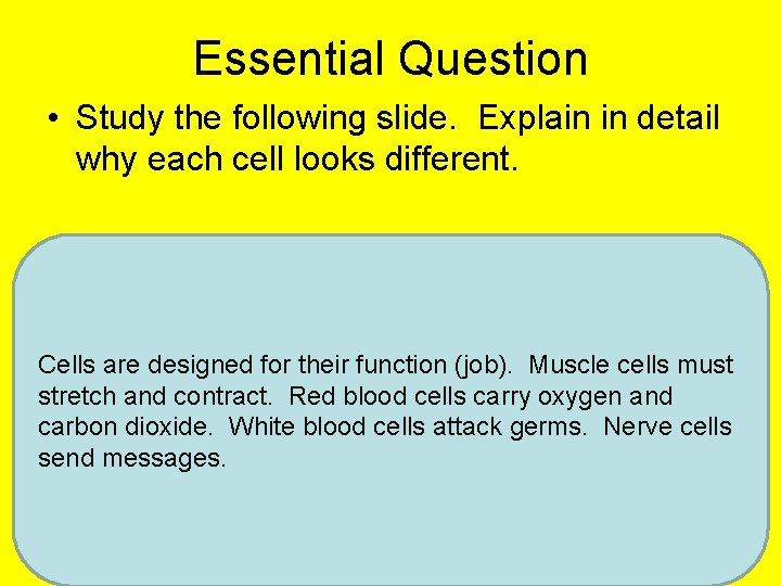 Essential Question • Study the following slide. Explain in detail why each cell looks