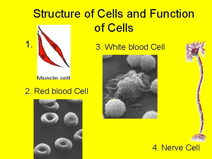 Structure of Cells and Function of Cells 1. 3. White blood Cell 2. Red