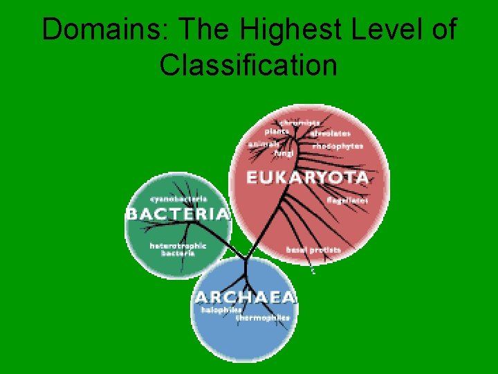 Domains: The Highest Level of Classification 