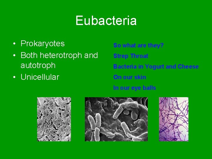 Eubacteria • Prokaryotes • Both heterotroph and autotroph • Unicellular So what are they?