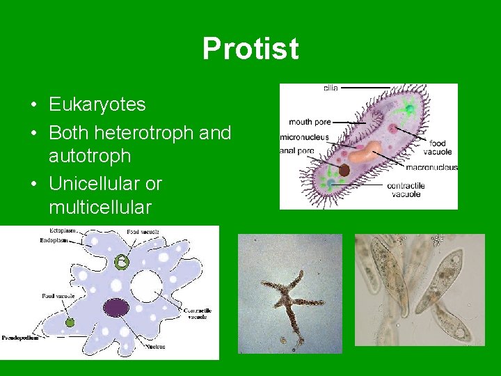 Protist • Eukaryotes • Both heterotroph and autotroph • Unicellular or multicellular 