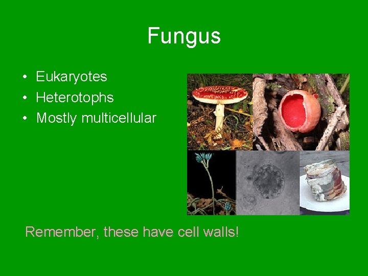 Fungus • Eukaryotes • Heterotophs • Mostly multicellular Remember, these have cell walls! 