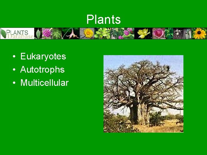 Plants • Eukaryotes • Autotrophs • Multicellular 