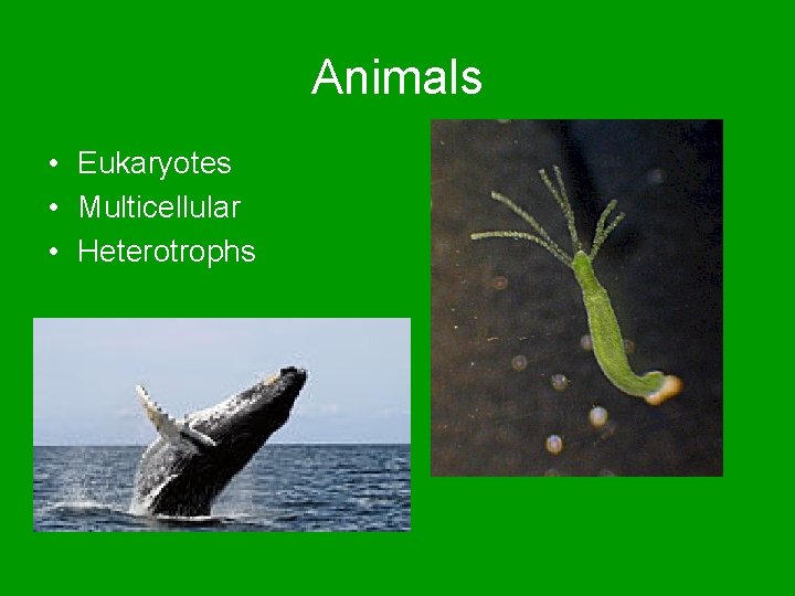 Animals • Eukaryotes • Multicellular • Heterotrophs 