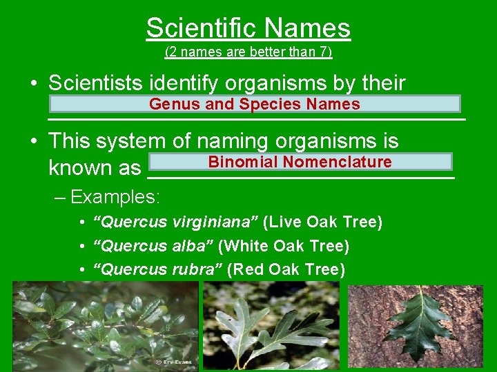 Scientific Names (2 names are better than 7) • Scientists identify organisms by their