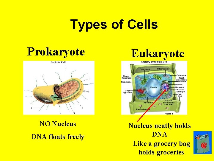 Types of Cells Prokaryote Eukaryote NO Nucleus neatly holds DNA Like a grocery bag