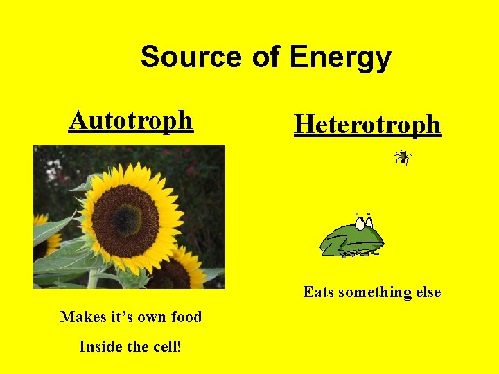 Source of Energy Autotroph Heterotroph Eats something else Makes it’s own food Inside the