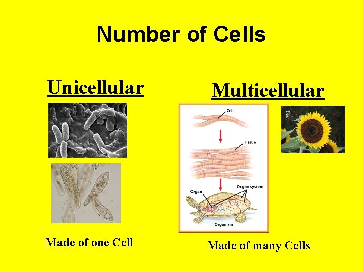 Number of Cells Unicellular Made of one Cell Multicellular Made of many Cells 