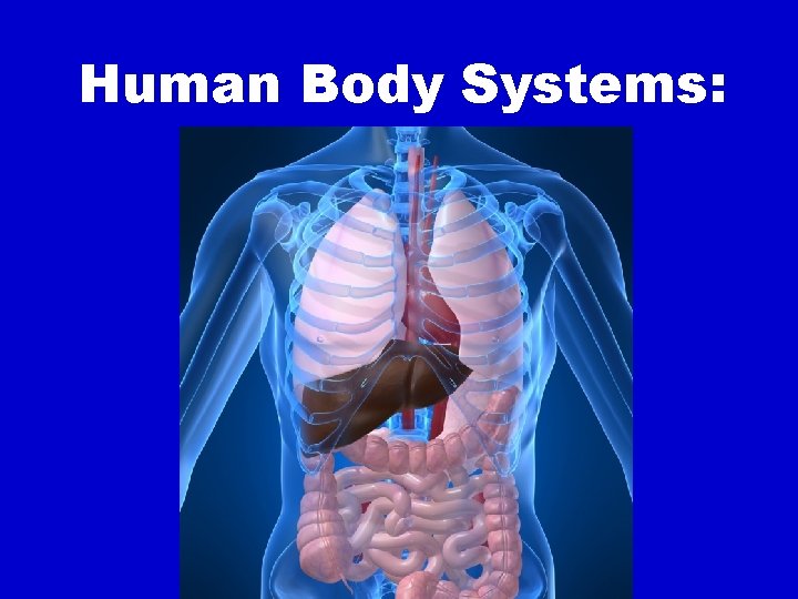 Human Body Systems: 