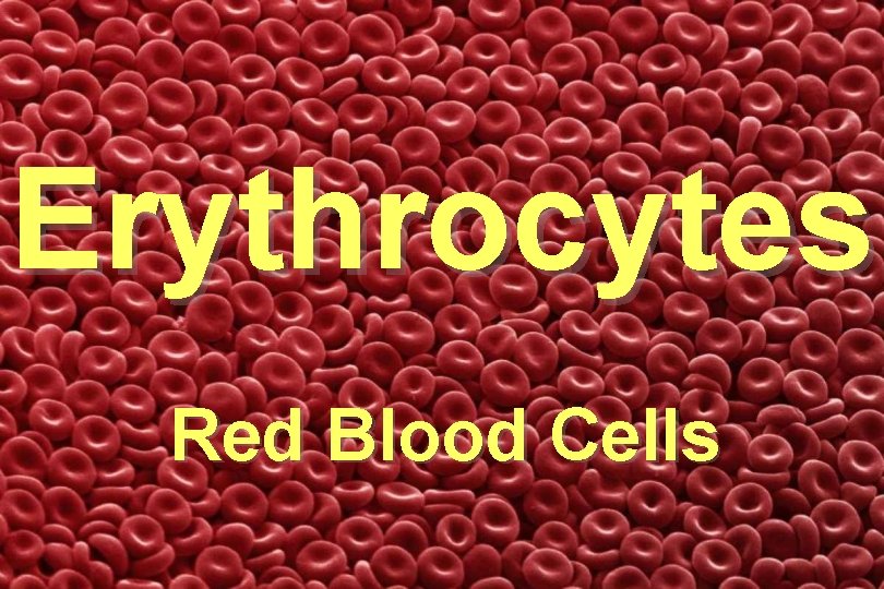 Erythrocytes Red Blood Cells Erythrocytes Red Blood Cells