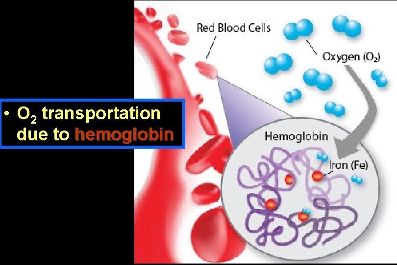 • O 2 transportation due to hemoglobin • O 2 transportation due to hemoglobin