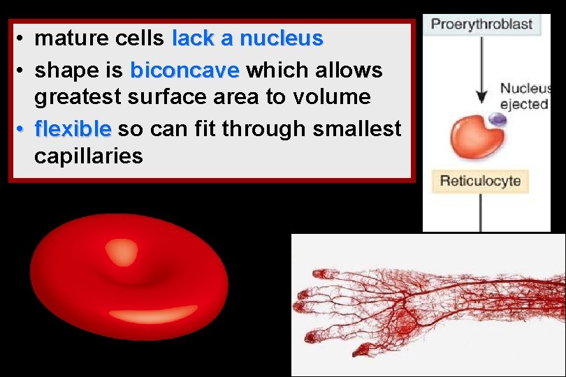 • mature cells lack a nucleus • shape is biconcave which allows greatest • mature cells lack a nucleus • shape is biconcave which allows greatest