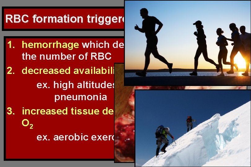 RBC formation triggered by: 1. hemorrhage which decreases the number of RBC 2. decreased RBC formation triggered by: 1. hemorrhage which decreases the number of RBC 2. decreased