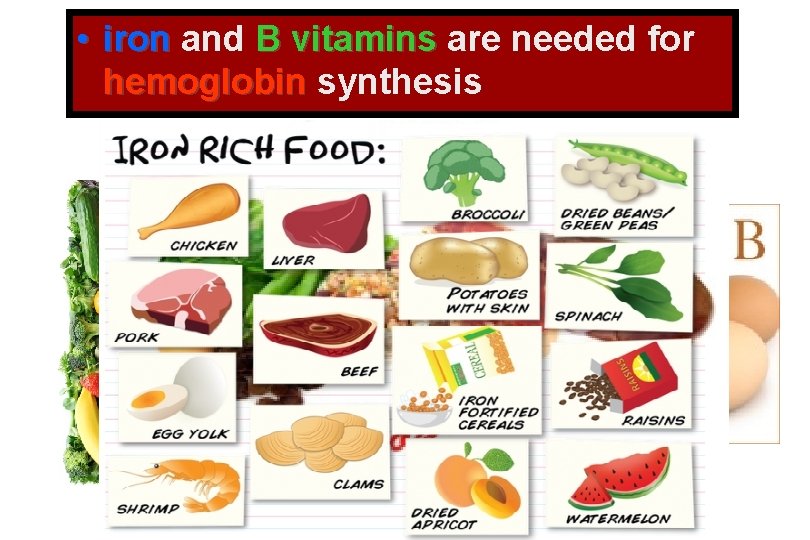 • iron and B vitamins are needed for hemoglobin synthesis • iron and B vitamins are needed for hemoglobin synthesis