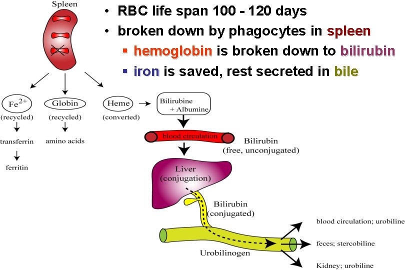 • RBC life span 100 - 120 days • broken down by phagocytes • RBC life span 100 - 120 days • broken down by phagocytes