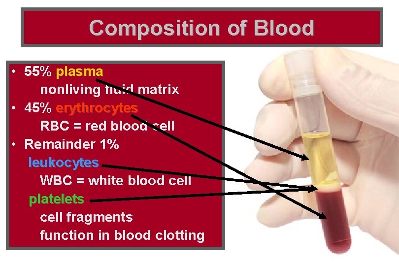 Composition of Blood • 55% plasma nonliving fluid matrix • 45% erythrocytes RBC = Composition of Blood • 55% plasma nonliving fluid matrix • 45% erythrocytes RBC =