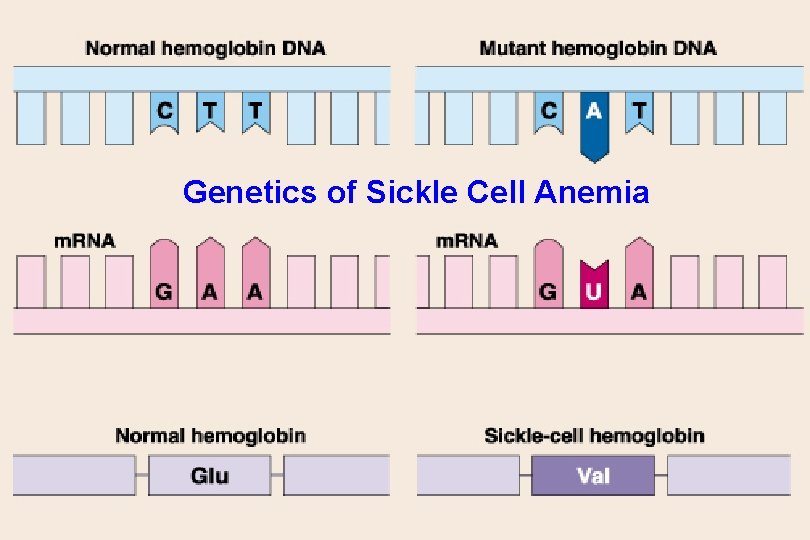 Genetics of Sickle Cell Anemia Genetics of Sickle Cell Anemia