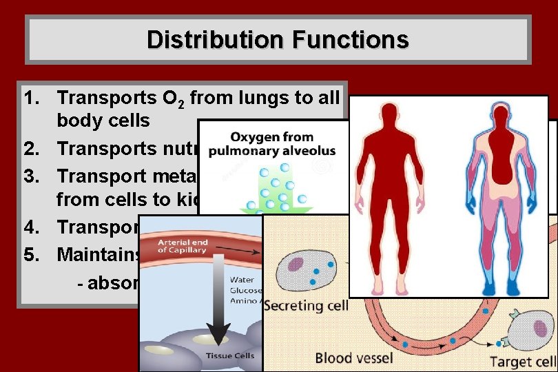 Distribution Functions 1. Transports O 2 from lungs to all body cells 2. Transports Distribution Functions 1. Transports O 2 from lungs to all body cells 2. Transports