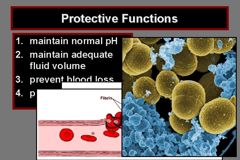 Protective Functions 1. maintain normal p. H 2. maintain adequate fluid volume 3. prevent Protective Functions 1. maintain normal p. H 2. maintain adequate fluid volume 3. prevent