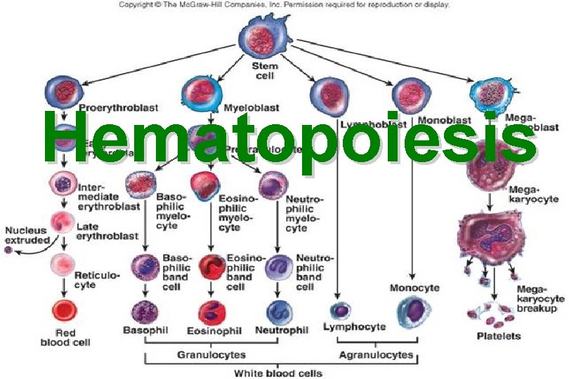 Hematopoiesis Hematopoiesis