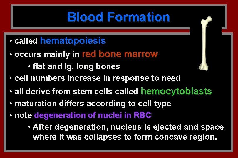 Blood Formation • called hematopoiesis • occurs mainly in red bone marrow • flat Blood Formation • called hematopoiesis • occurs mainly in red bone marrow • flat