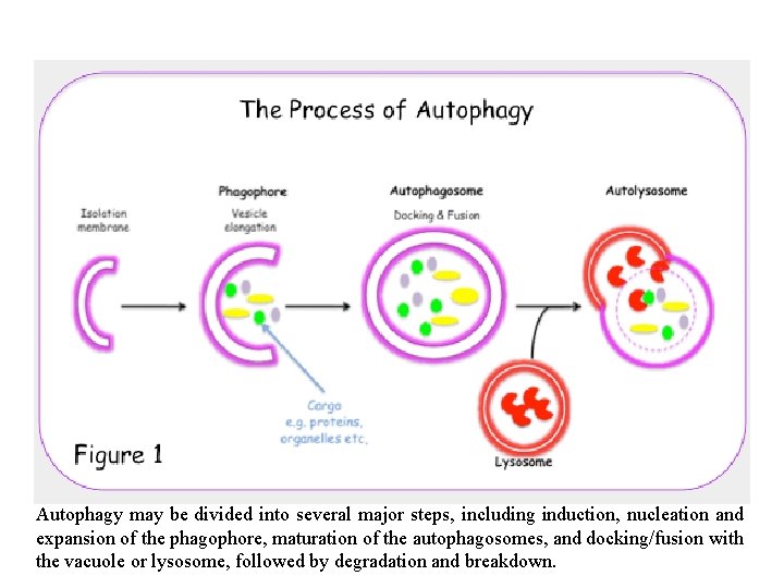 Autophagy may be divided into several major steps, including induction, nucleation and expansion of