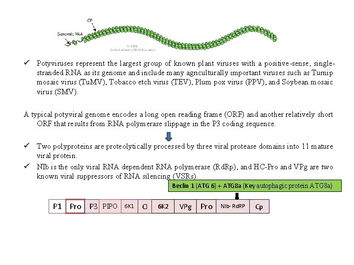 ü Potyviruses represent the largest group of known plant viruses with a positive-sense, singlestranded