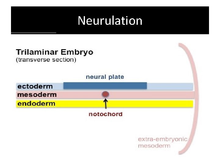 Neurulation 