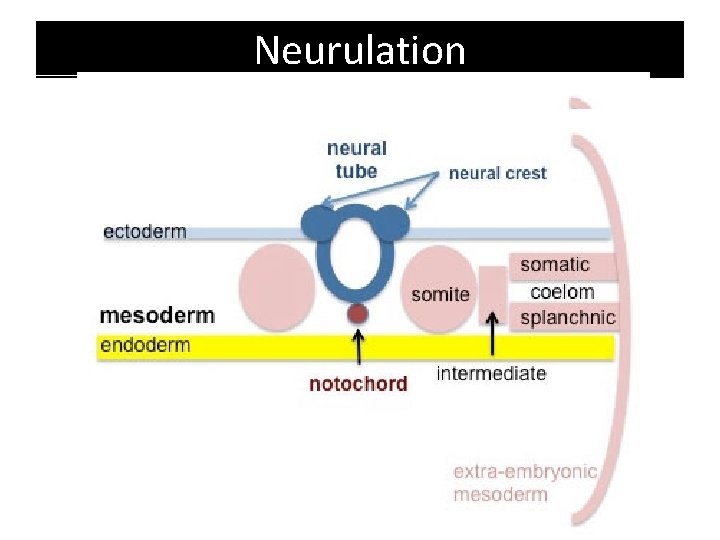 Neurulation 