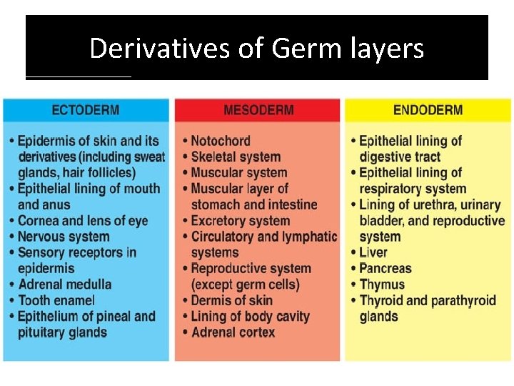 Derivatives of Germ layers 