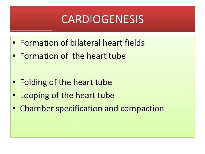 CARDIOGENESIS • Formation of bilateral heart fields • Formation of the heart tube •