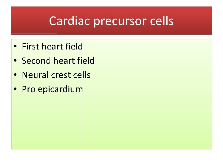 Cardiac precursor cells • • First heart field Second heart field Neural crest cells