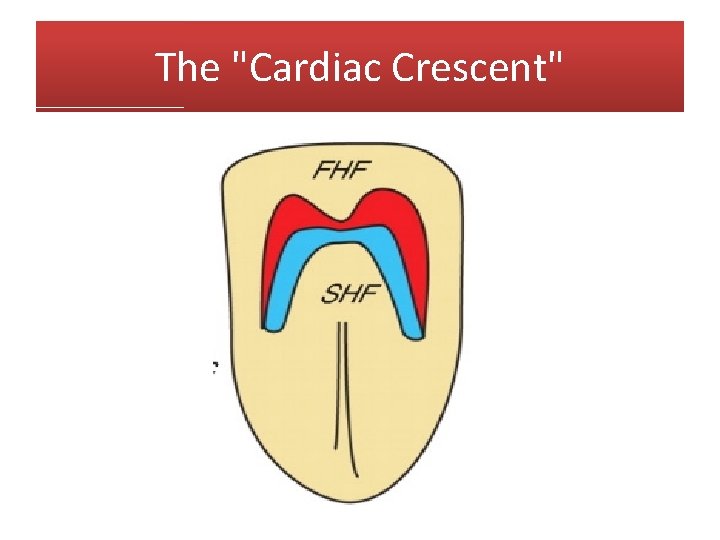The "Cardiac Crescent" 