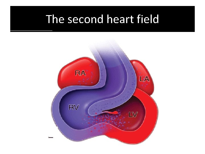 The second heart field 