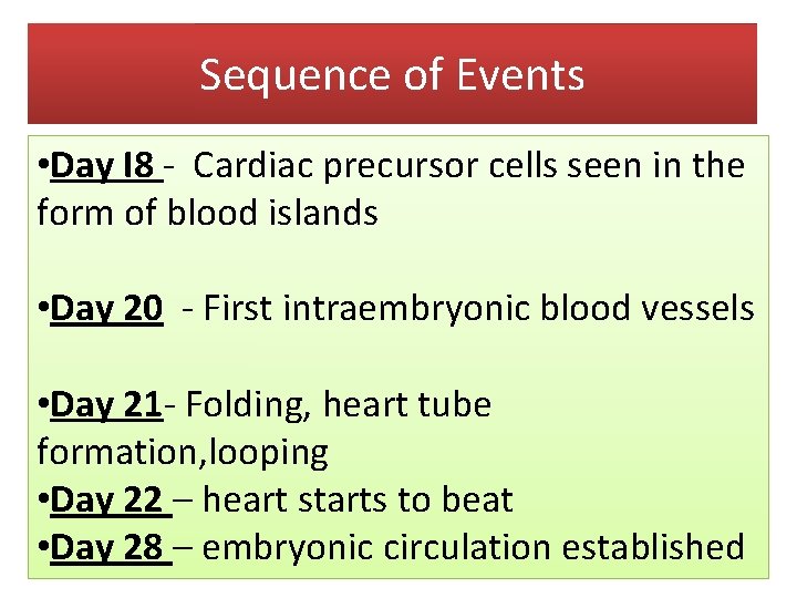 Sequence of Events • Day I 8 - Cardiac precursor cells seen in the