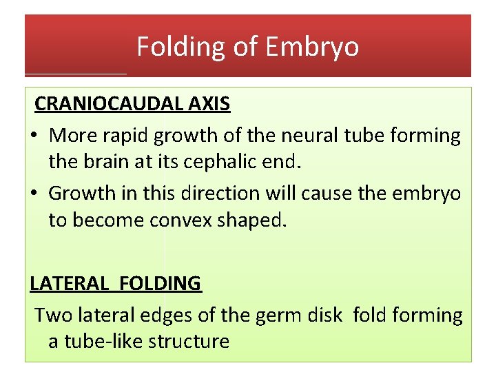 Folding of Embryo CRANIOCAUDAL AXIS • More rapid growth of the neural tube forming