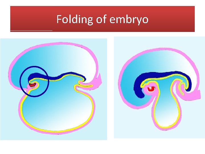 Folding of embryo 