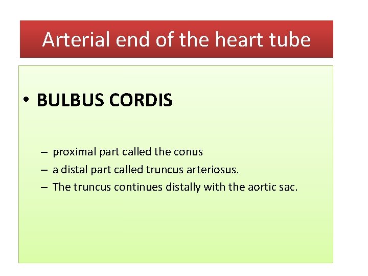 Arterial end of the heart tube • BULBUS CORDIS – proximal part called the
