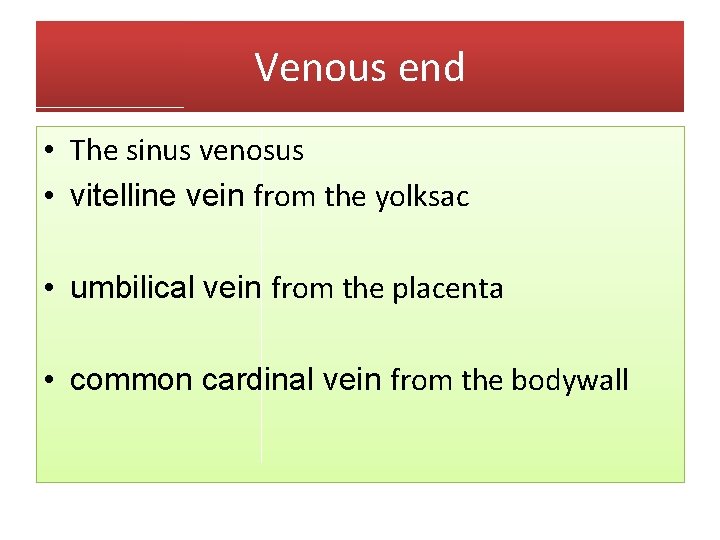 Venous end • The sinus venosus • vitelline vein from the yolksac • umbilical