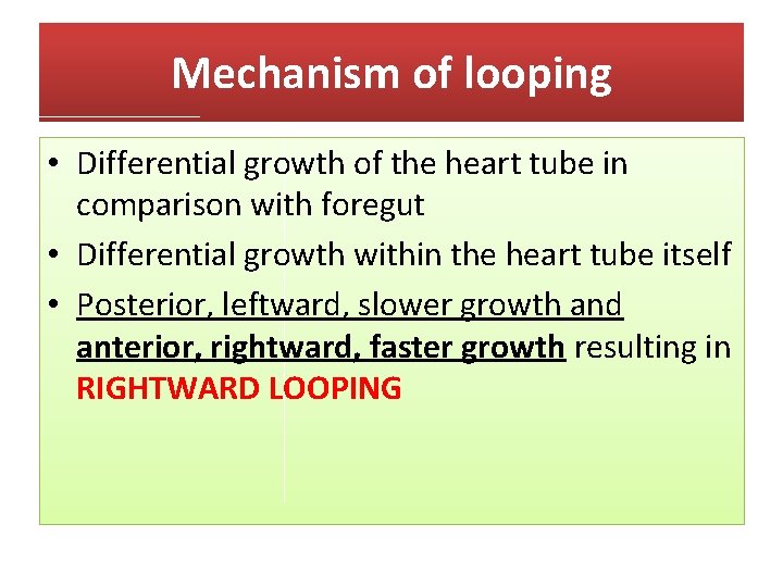 Mechanism of looping • Differential growth of the heart tube in comparison with foregut