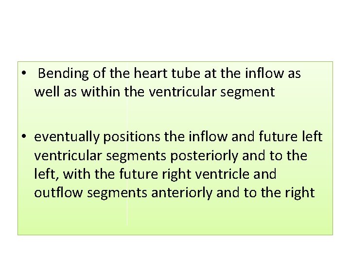  • Bending of the heart tube at the inflow as well as within