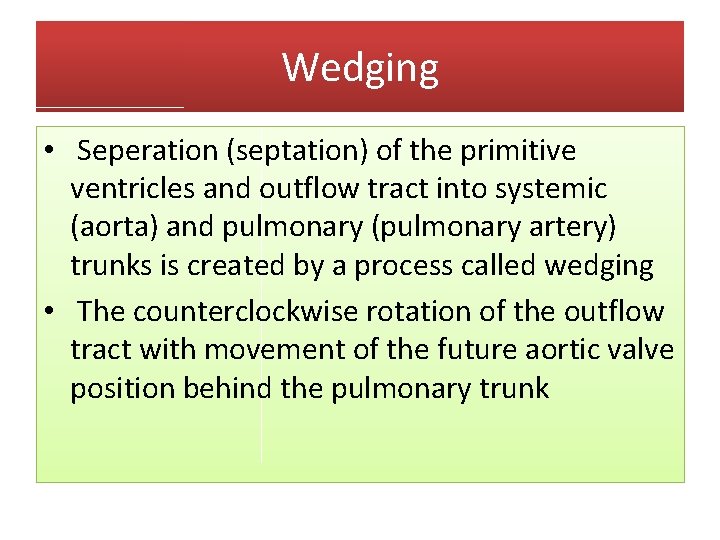Wedging • Seperation (septation) of the primitive ventricles and outflow tract into systemic (aorta)