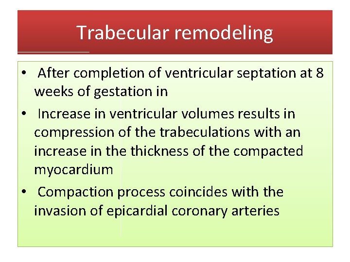 Trabecular remodeling • After completion of ventricular septation at 8 weeks of gestation in