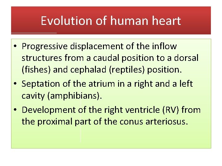Evolution of human heart • Progressive displacement of the inflow structures from a caudal